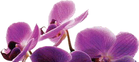 orchid-header
